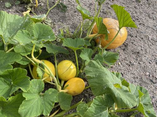 Gresskarene vokste seg langt ut av bedet sitt.